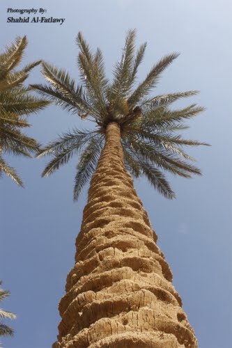 العراق يسعى لإستعادة موقعه كمنتج ومصدر أول للتمور في العالم بطموح زيادة عدد اشجارالنخيل لـ 40 مليون شجرة في عشرة سنوات 47449456